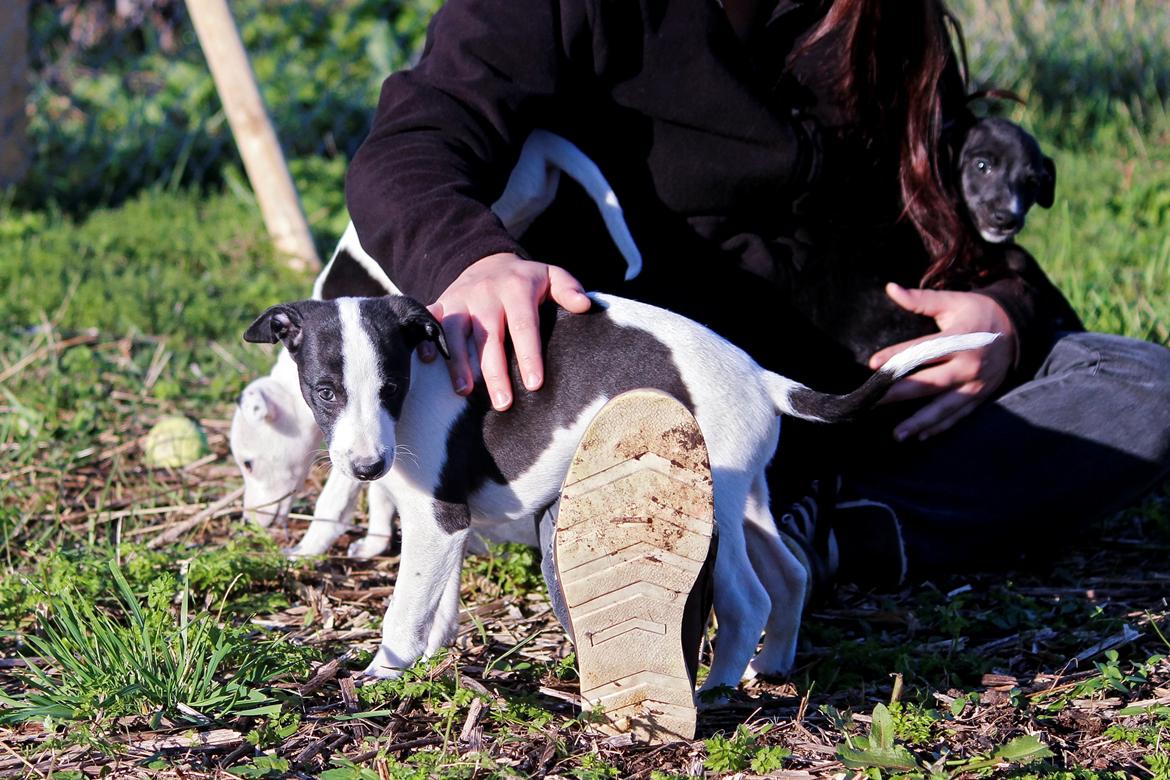 Whippet hvalpe billede 27