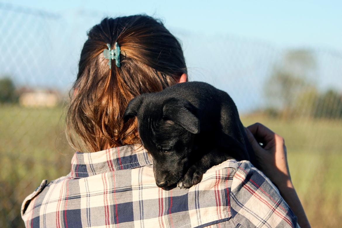 Whippet hvalpe billede 28