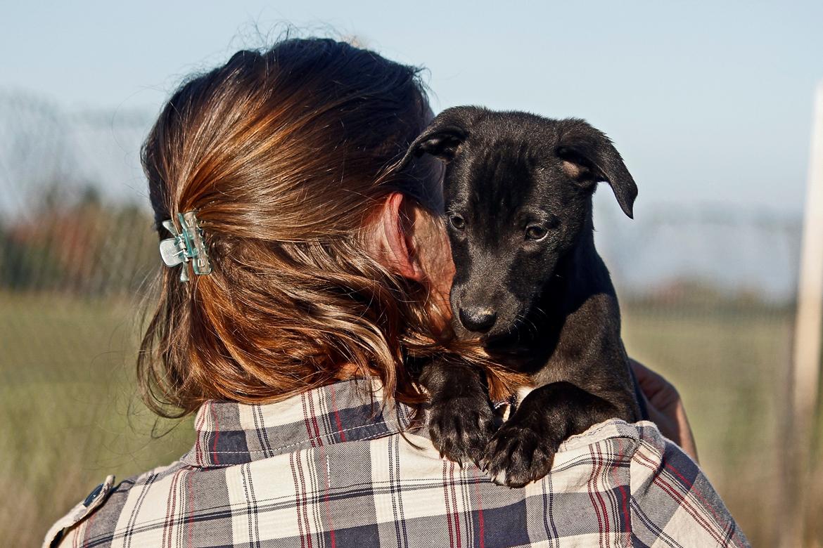 Whippet hvalpe billede 29