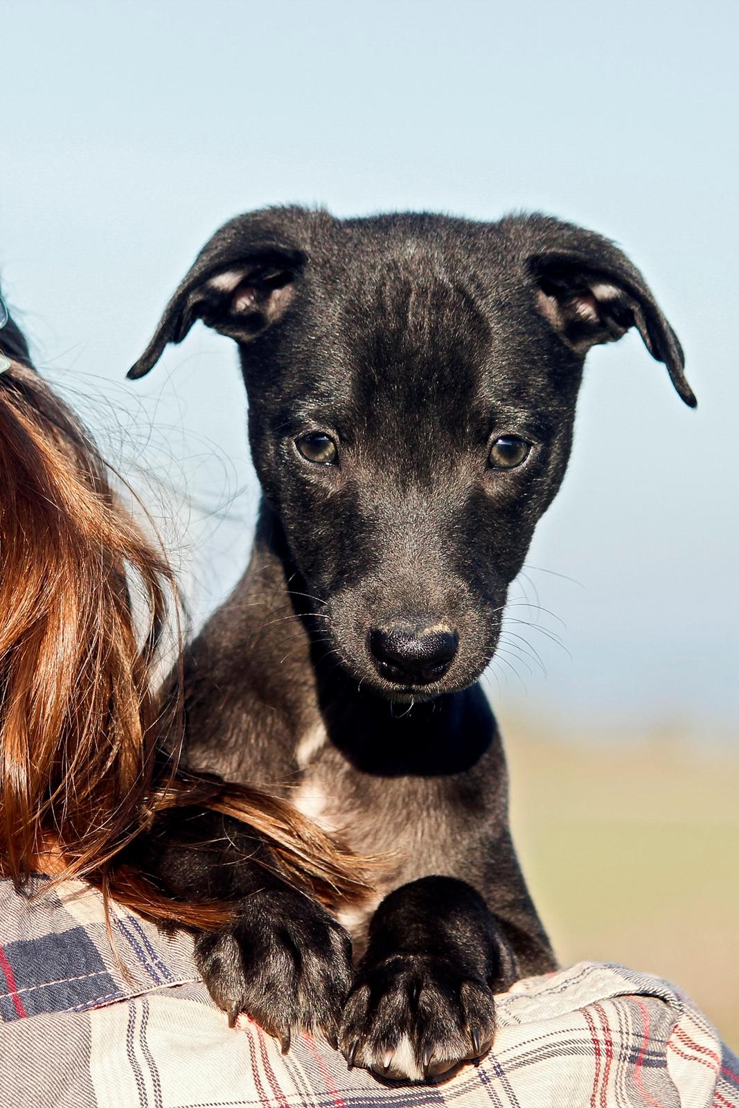 Whippet hvalpe billede 30