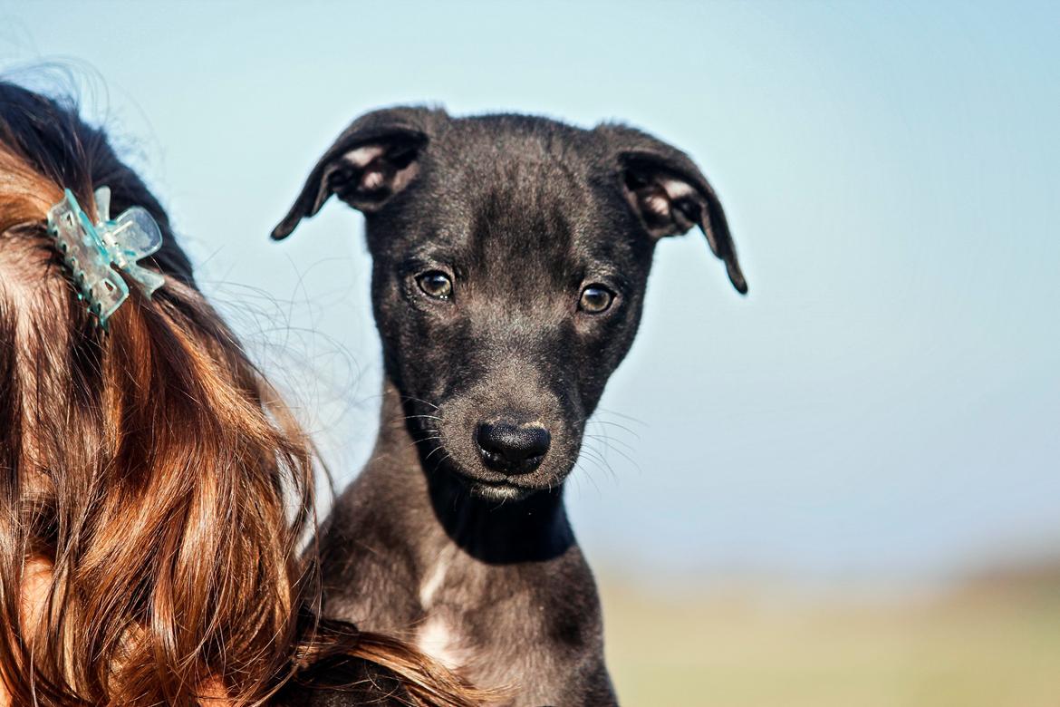 Whippet hvalpe billede 31