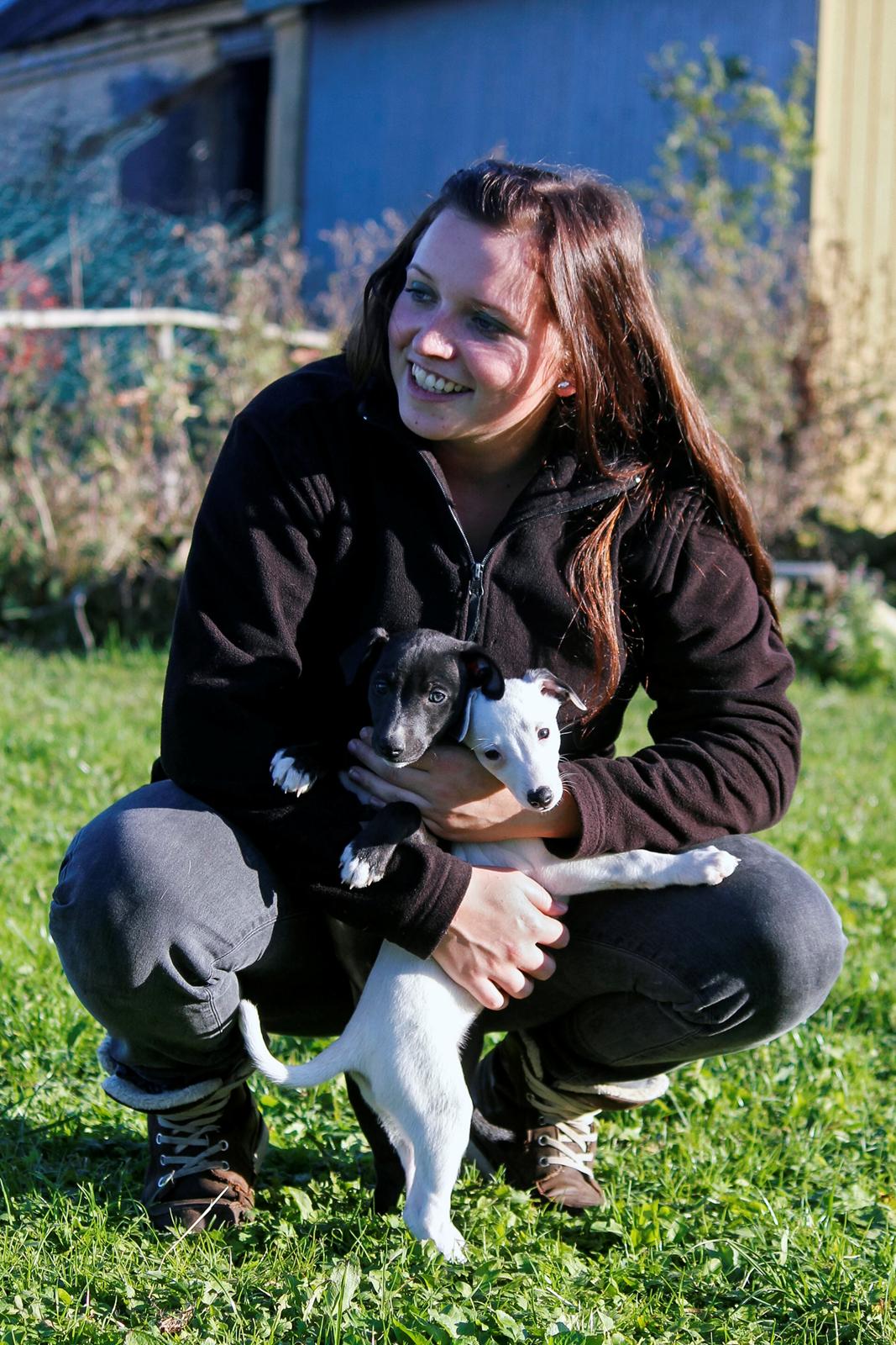 Whippet hvalpe billede 32