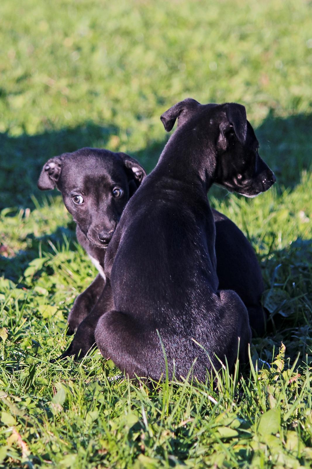 Whippet hvalpe billede 33