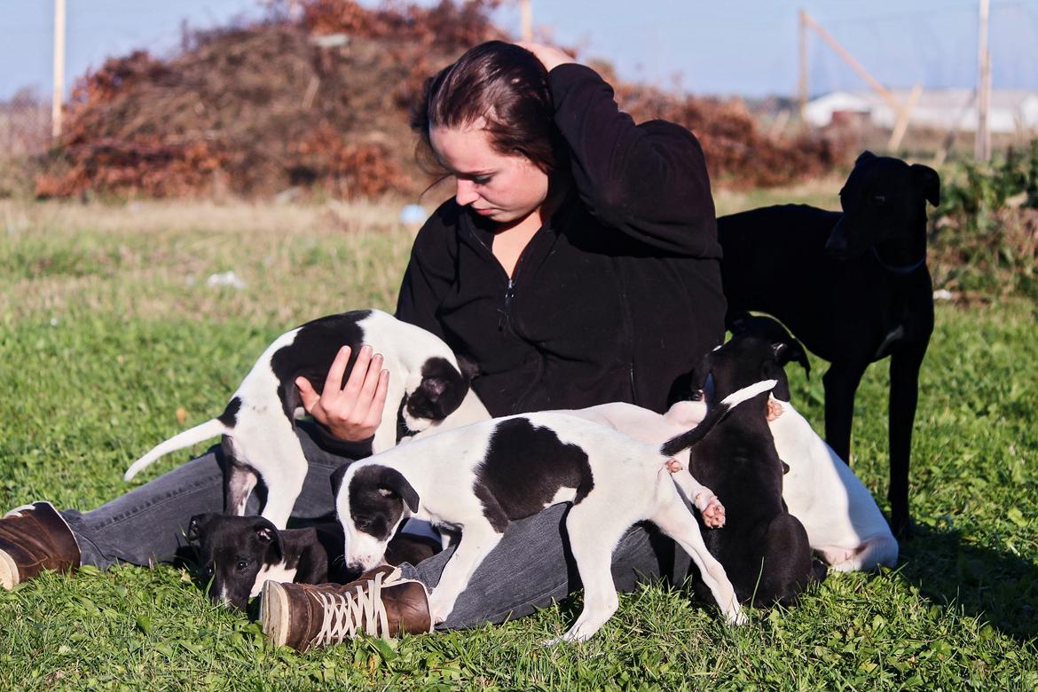 Whippet hvalpe billede 34