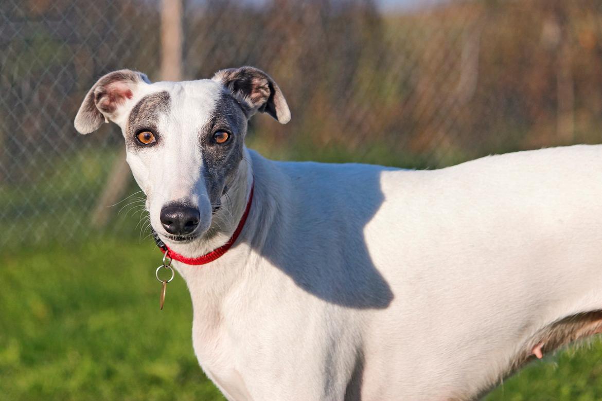 Whippet hvalpe billede 35