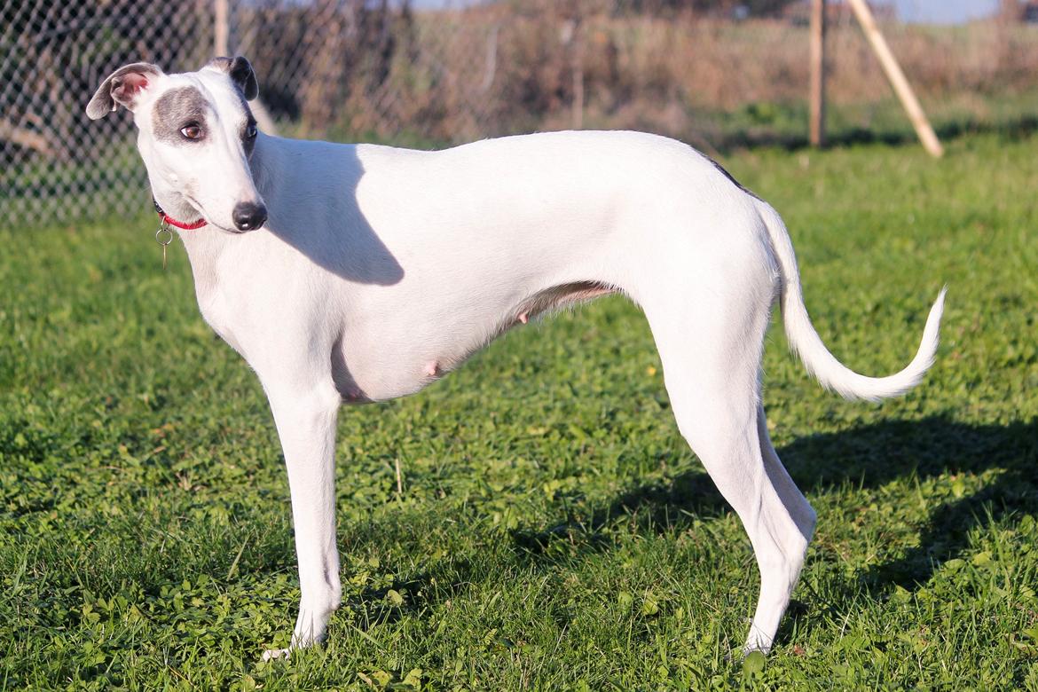 Whippet hvalpe billede 36
