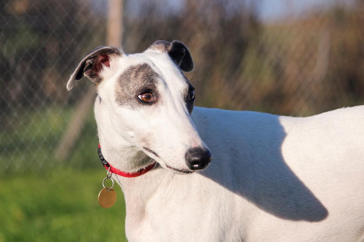 Whippet hvalpe billede 37