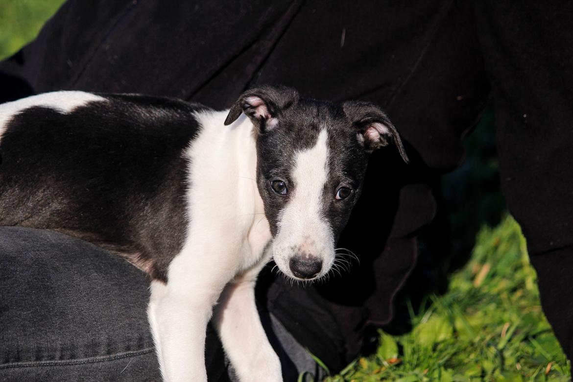 Whippet hvalpe billede 39