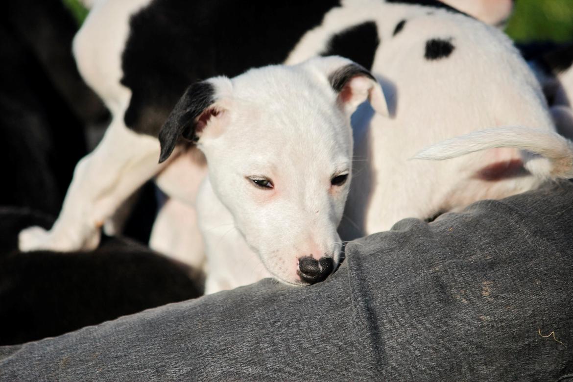 Whippet hvalpe billede 40