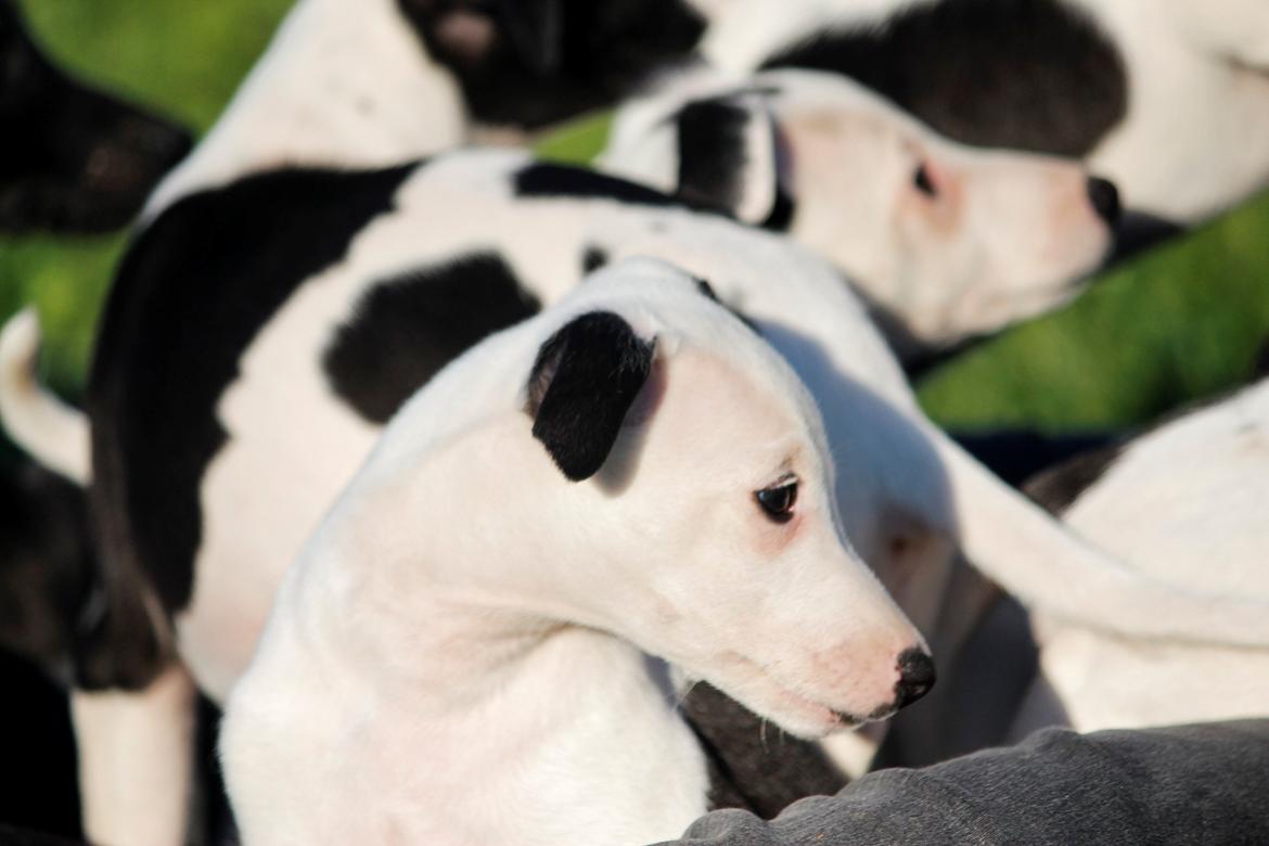 Whippet hvalpe billede 41