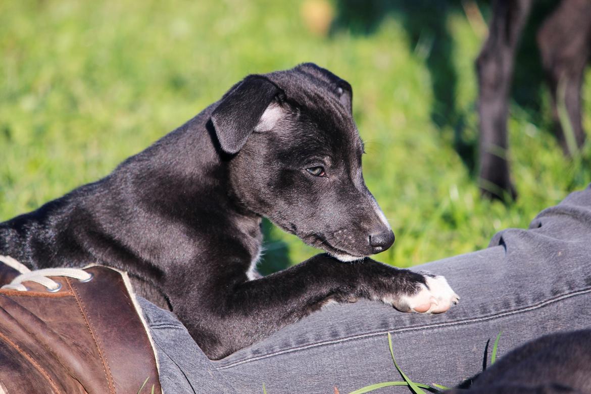 Whippet hvalpe billede 42