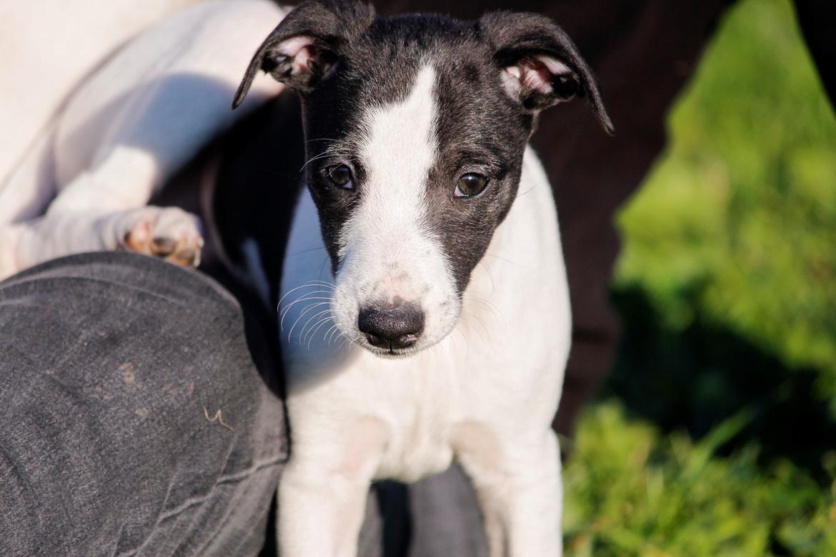 Whippet hvalpe billede 43