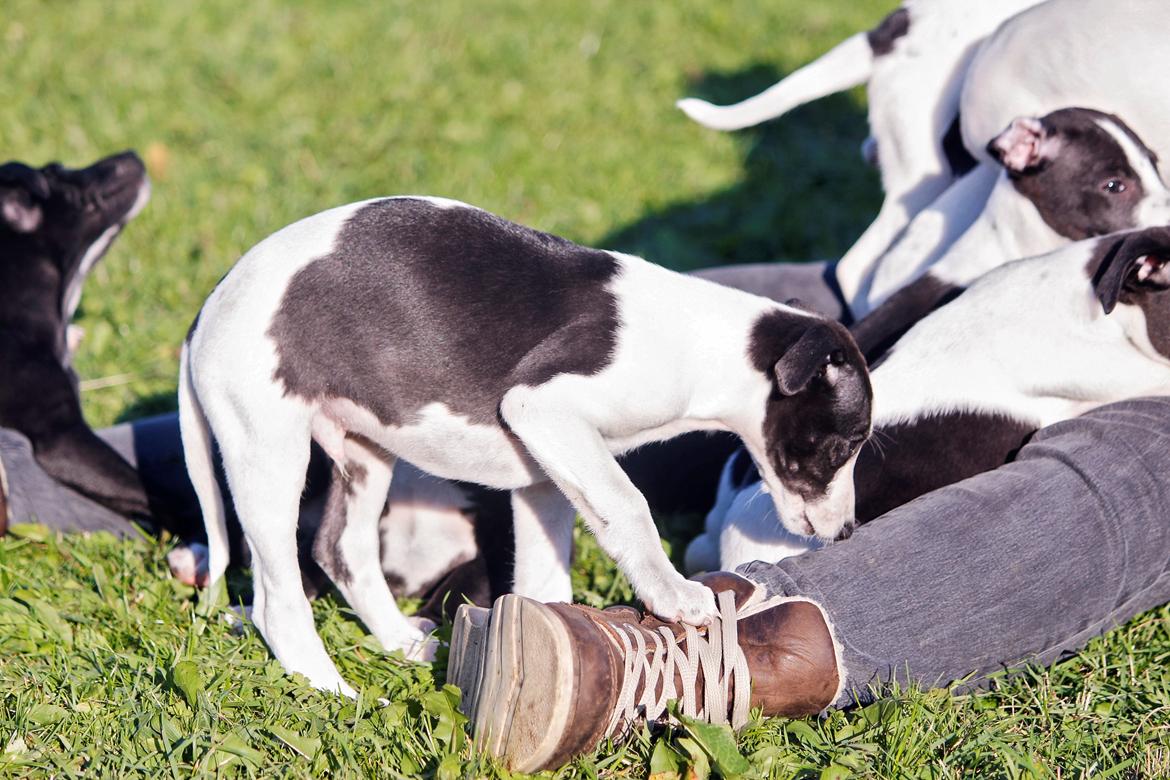 Whippet hvalpe billede 44