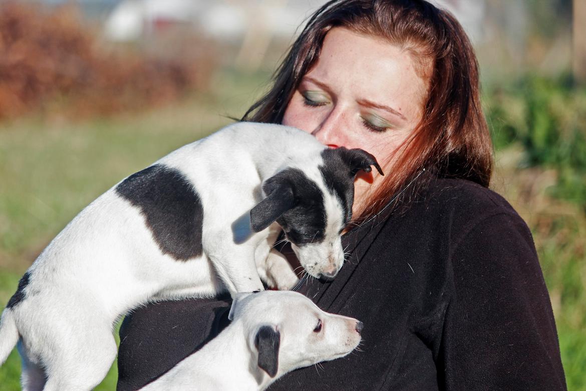 Whippet hvalpe billede 45