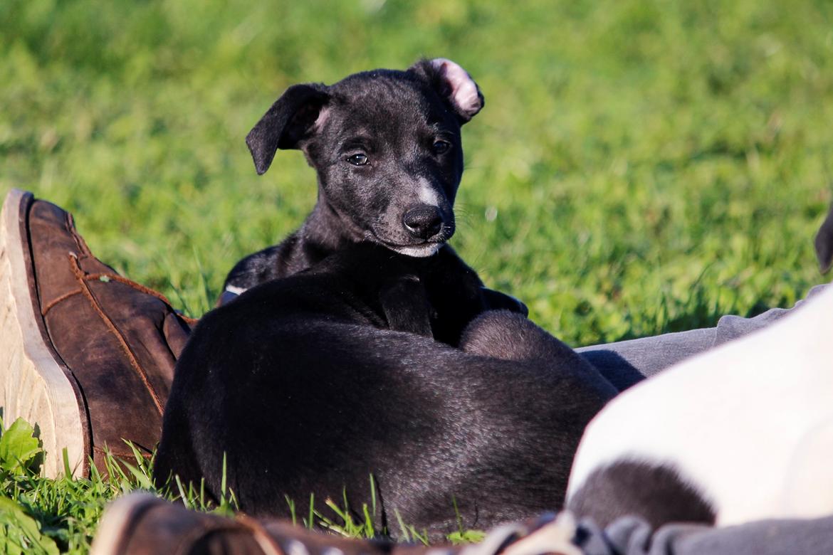Whippet hvalpe billede 47