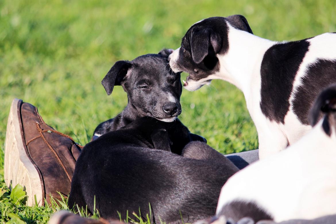 Whippet hvalpe billede 48