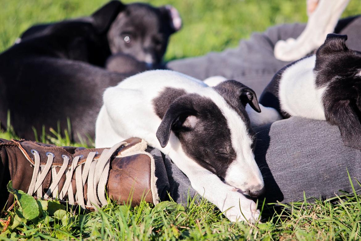 Whippet hvalpe billede 49
