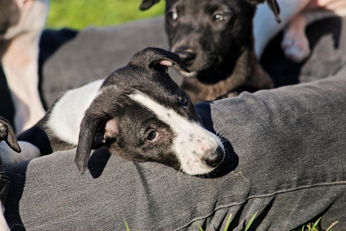 Whippet hvalpe billede 50