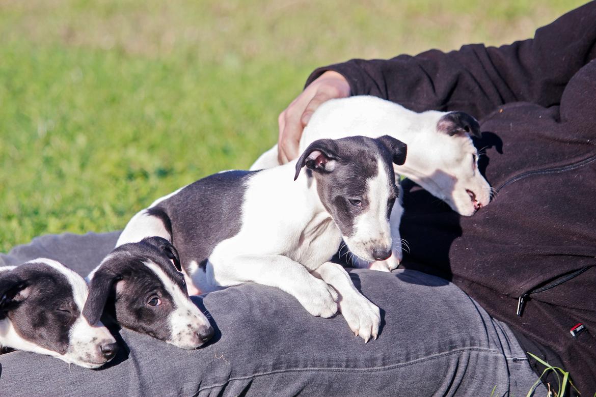 Whippet hvalpe billede 51