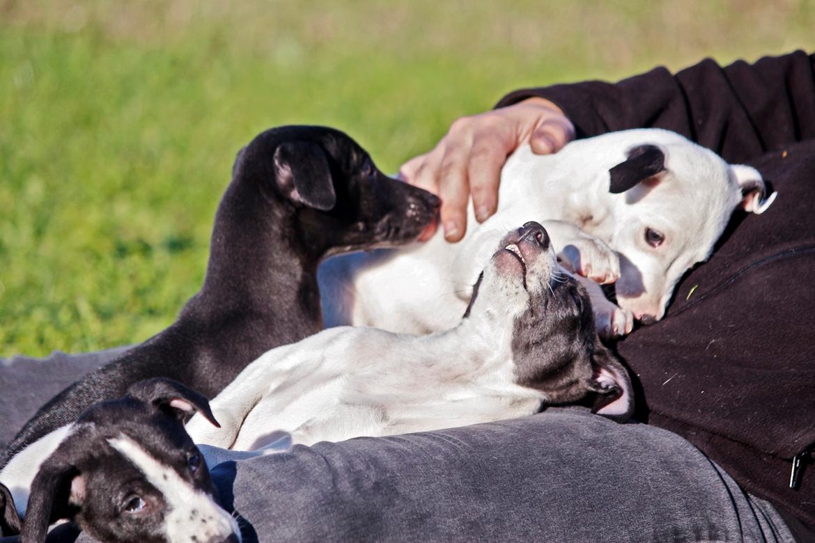 Whippet hvalpe billede 52