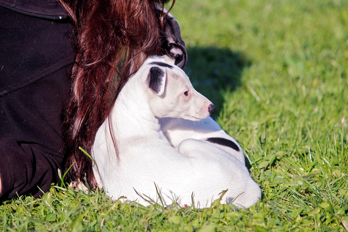 Whippet hvalpe billede 53