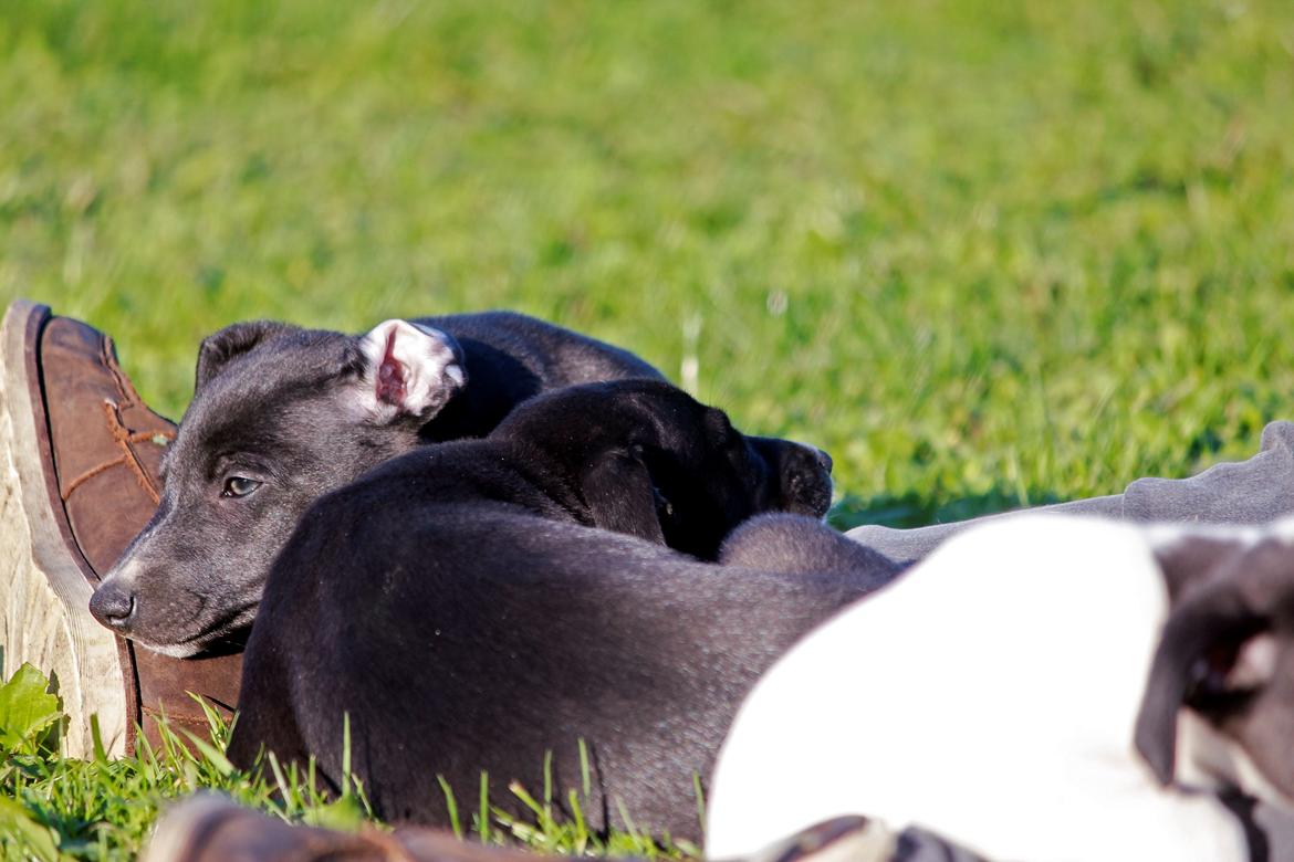 Whippet hvalpe billede 55