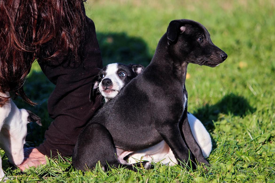 Whippet hvalpe billede 56
