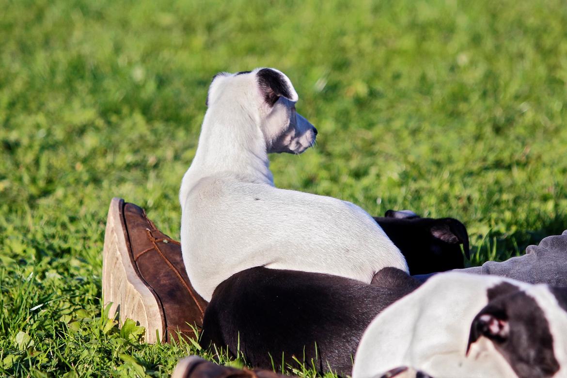 Whippet hvalpe billede 57