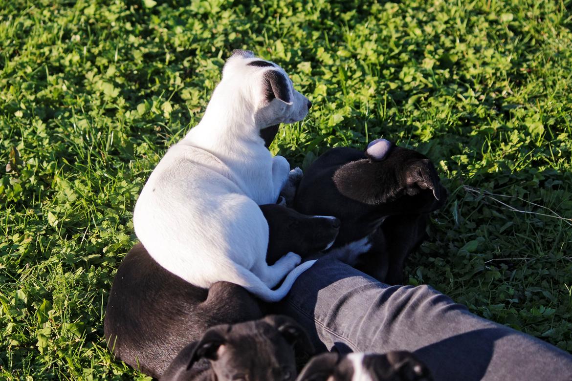 Whippet hvalpe billede 58