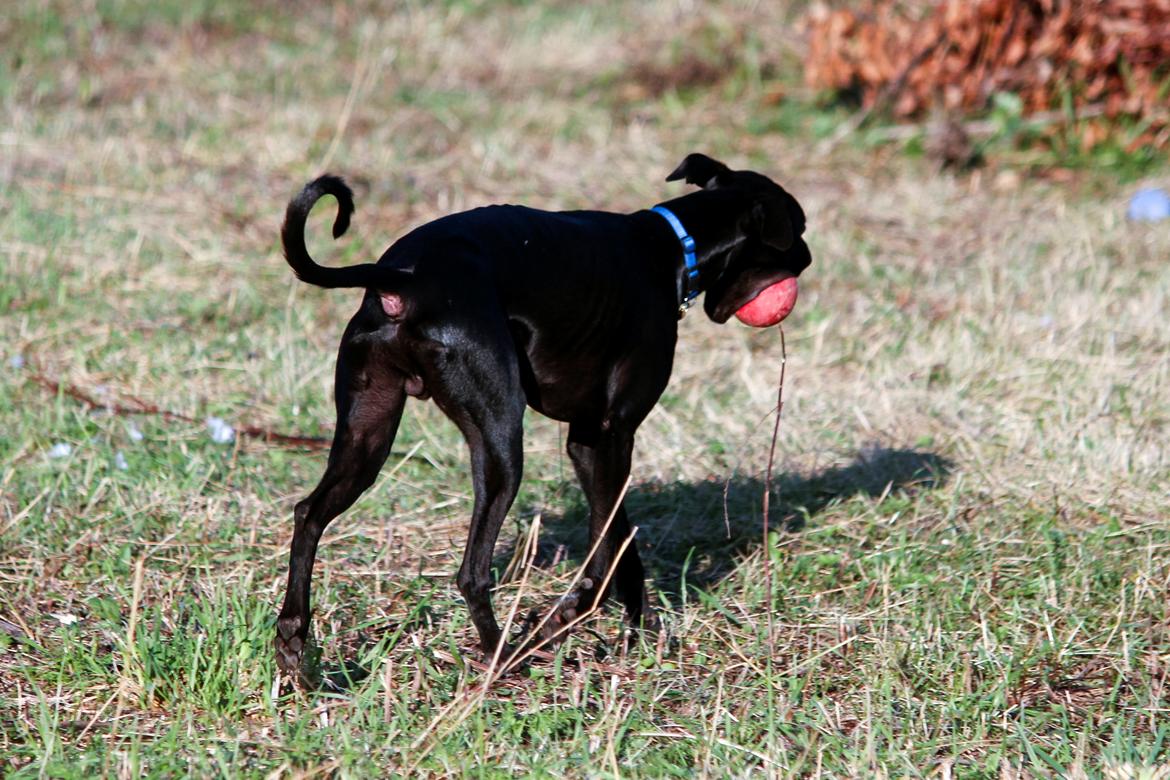 Whippet hvalpe billede 59