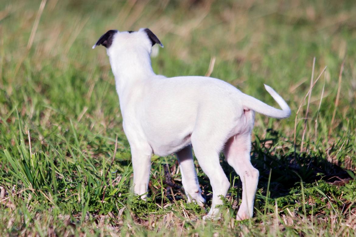 Whippet hvalpe billede 60