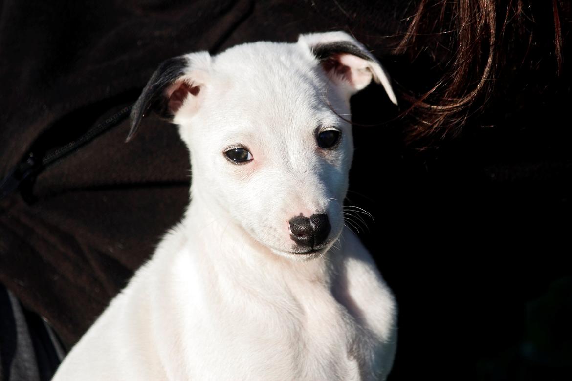 Whippet hvalpe billede 61