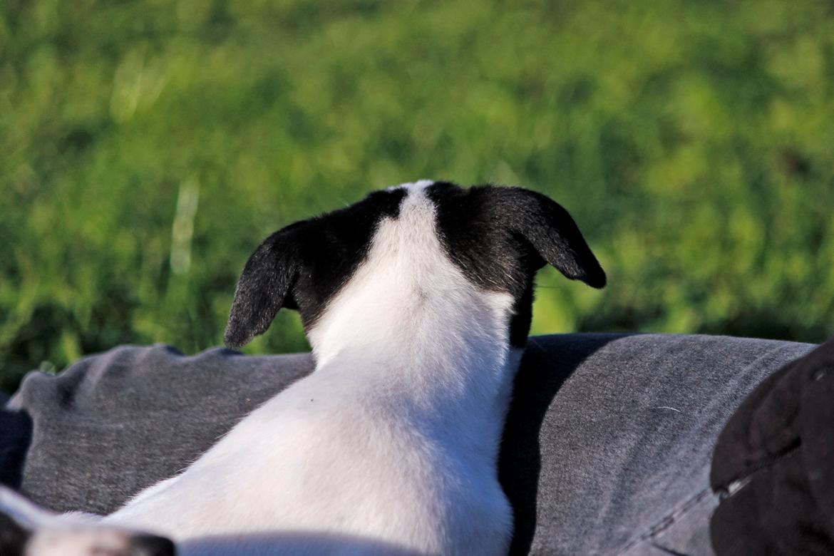 Whippet hvalpe billede 62