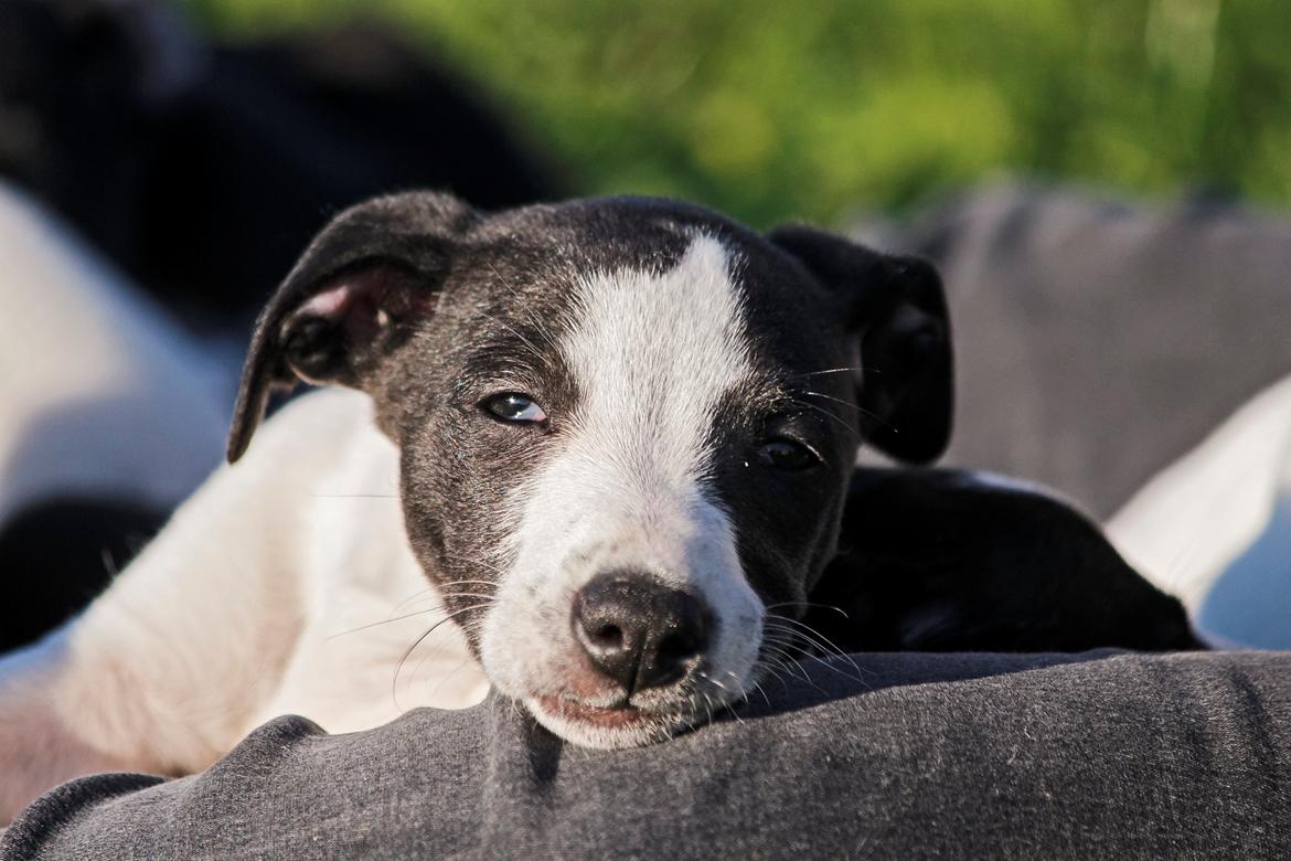 Whippet hvalpe billede 63