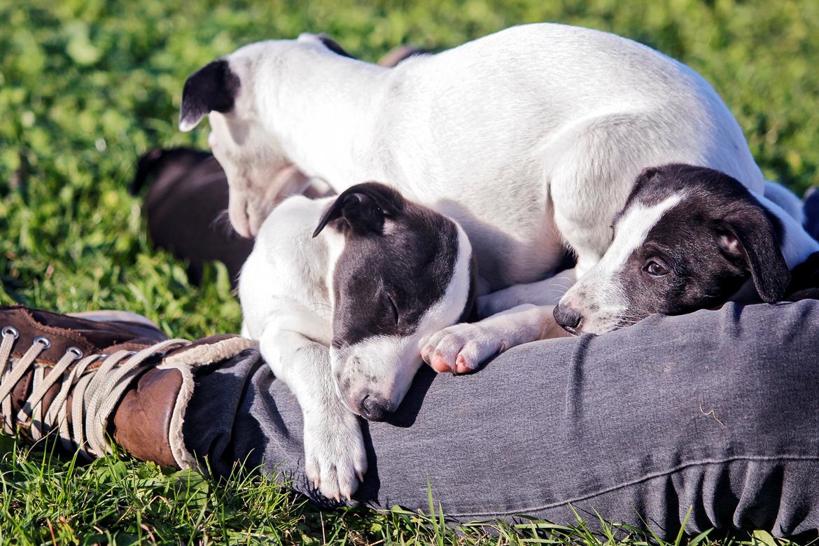 Whippet hvalpe billede 64