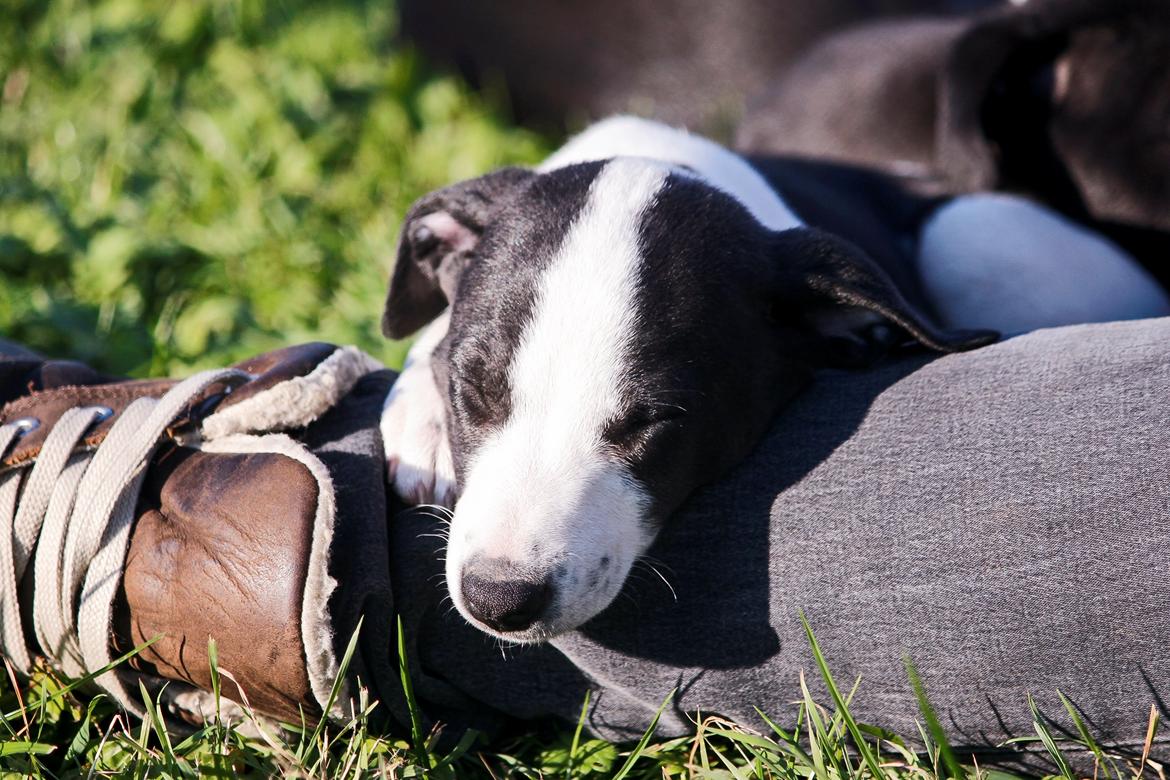 Whippet hvalpe billede 65
