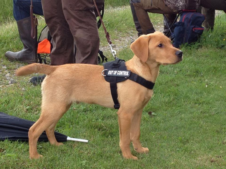 Jackpots far Jura - 16 uger billede 2