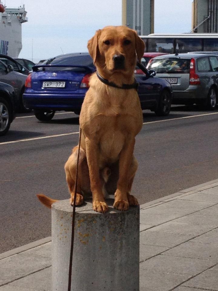 Jackpots far Jura - 15 mdr. billede 4