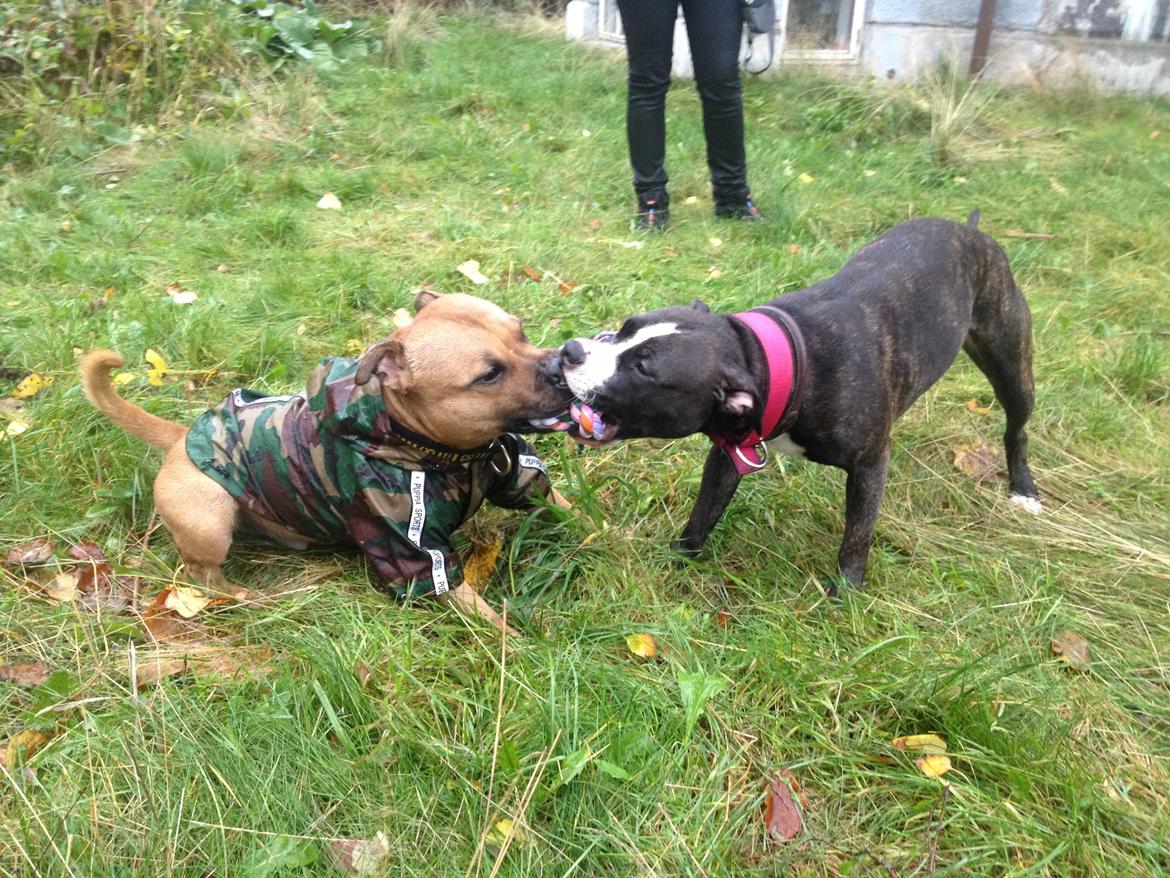 Elo`s HundeLiv billede 17