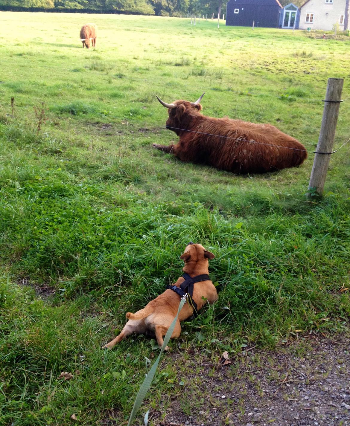 Elo`s HundeLiv billede 26