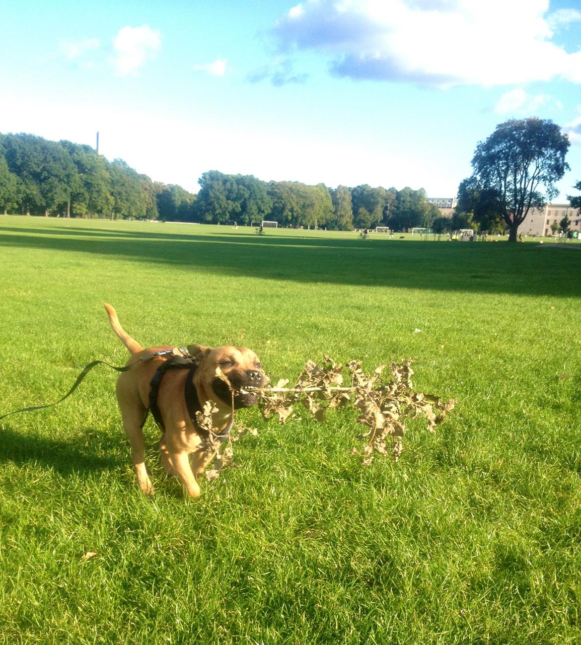 Elo`s HundeLiv billede 33