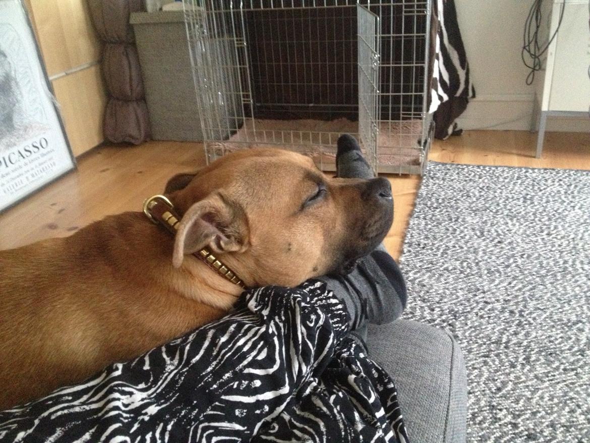 Elo`s HundeLiv billede 35