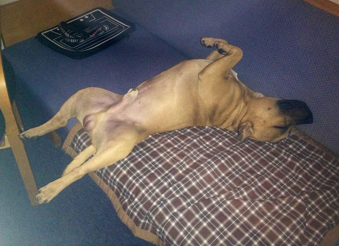 Elo`s HundeLiv billede 18