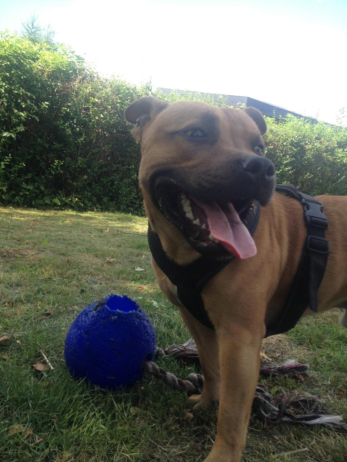 Elo`s HundeLiv billede 25