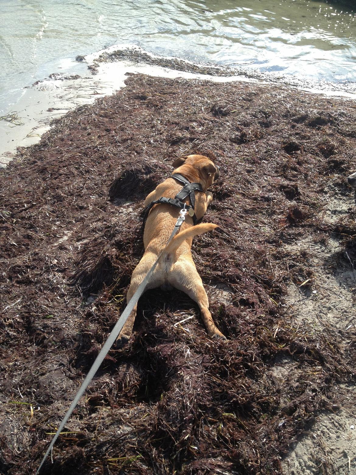 Elo`s HundeLiv billede 24