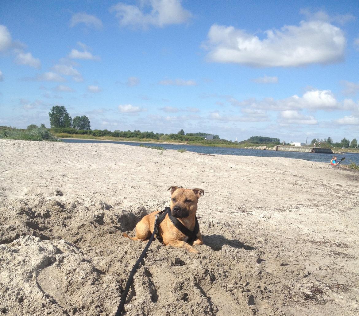 Elo`s HundeLiv billede 23