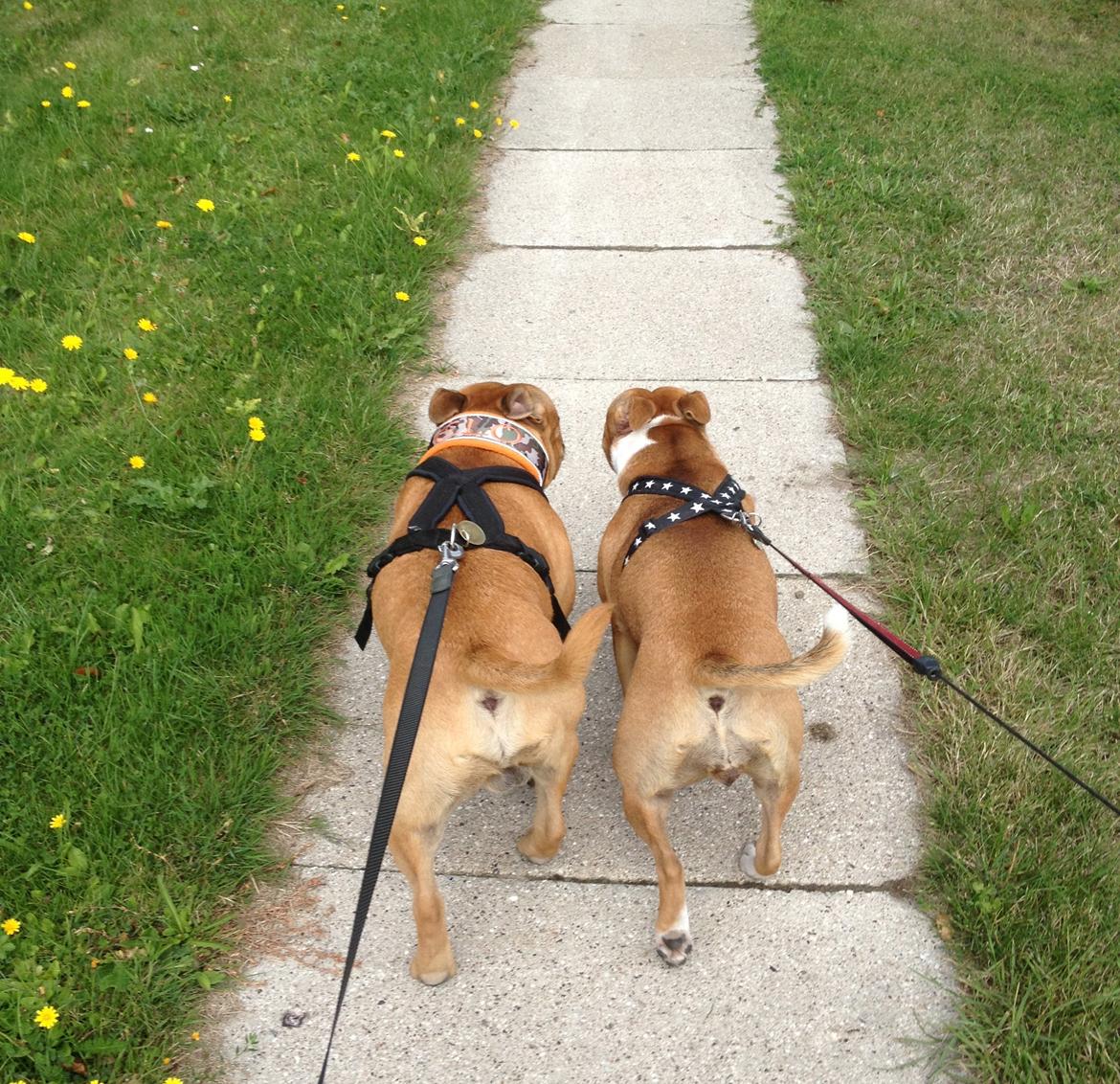 Elo`s HundeLiv billede 27