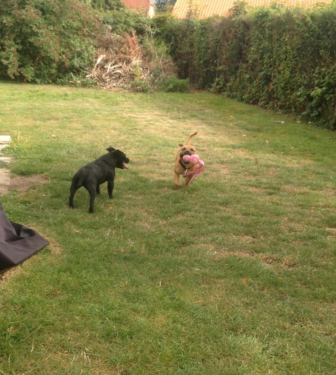 Elo`s HundeLiv billede 21