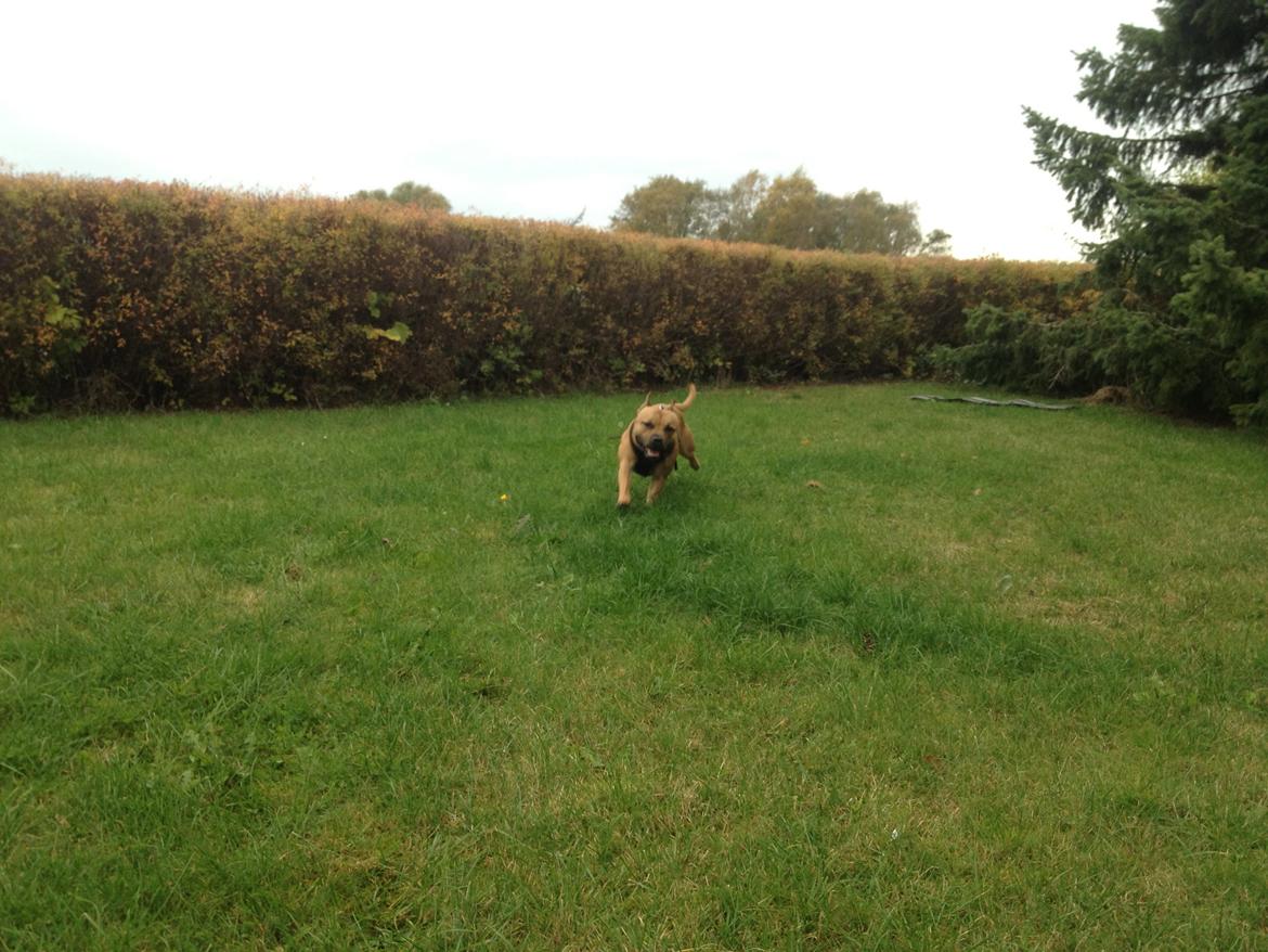 Elo`s HundeLiv billede 20