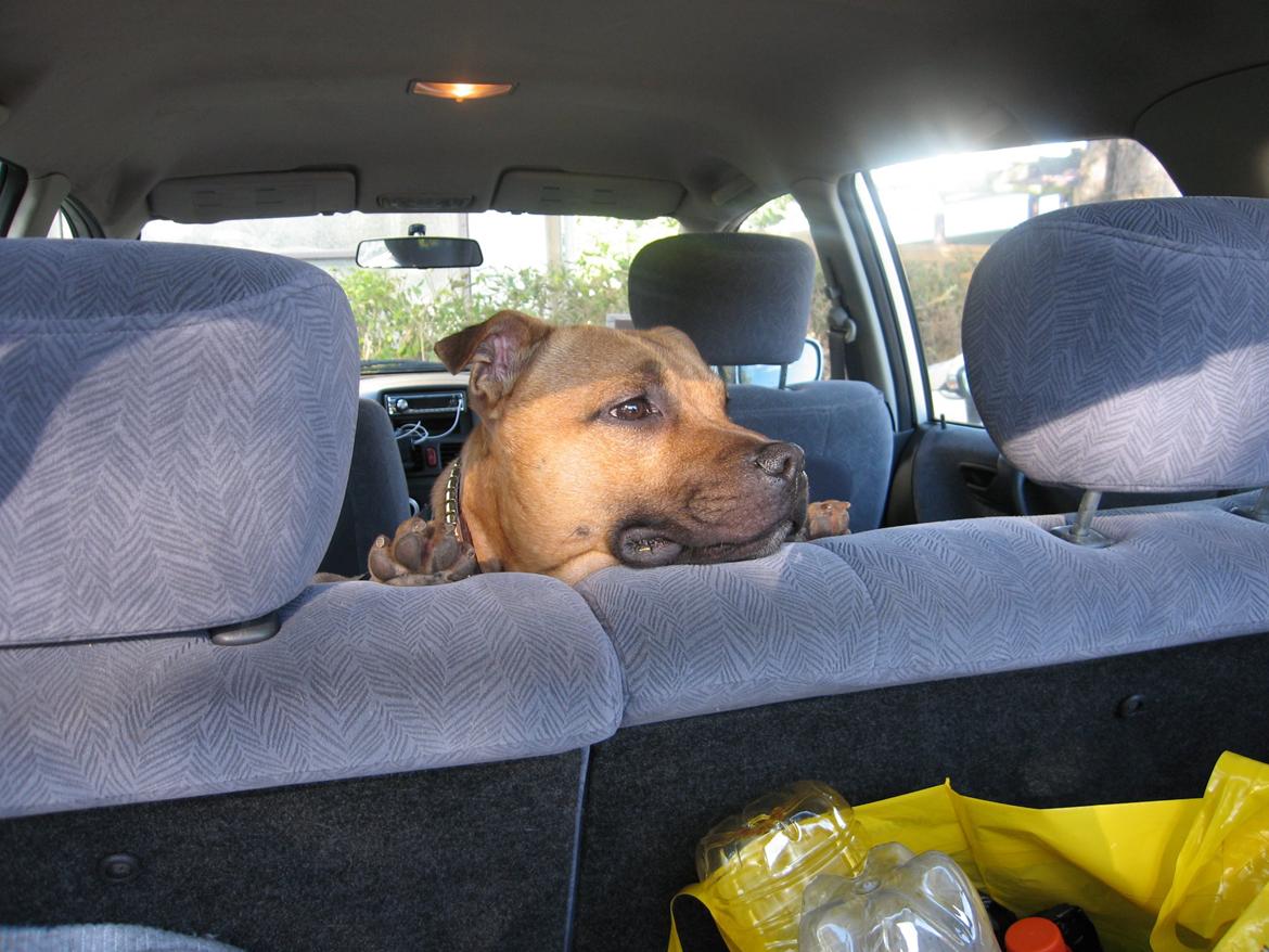 Elo`s HundeLiv billede 22